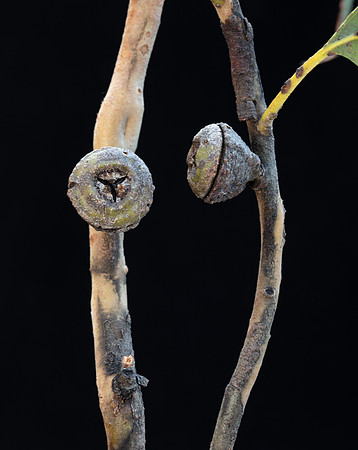 Simmonds_LC_Eucalyptus_globulus_ssp._globulus-3733