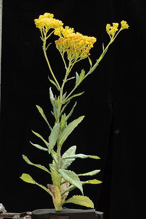 Simmonds_LC_Senecio_odoratus_Scented_groundsel-1929_web
