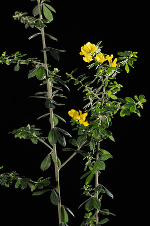 SIMMONDS_LC_Genista_monspessulana-8788-2