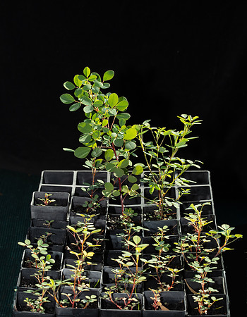 Simmonds_LC_Goodia_lotifolia_3136