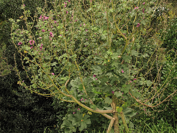 Malva arborea GambierStApolloBay 1Feb2021 Habit 2 (IC)