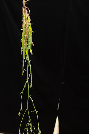 SIMMONDS_LC_Plants_Crepis_capillaris-0937_web