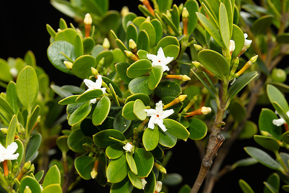 SIMMONDS_LC_Alyxia-buxifolia-1952_web