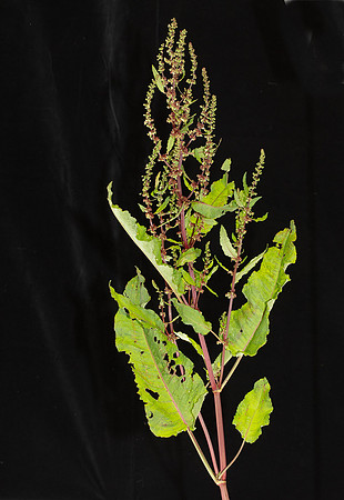 Simmonds_LC_Rumex_pulcher_Fiddle-Dock-2103_web
