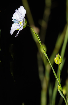 Simmonds_LC_Linum_marginale-2-8