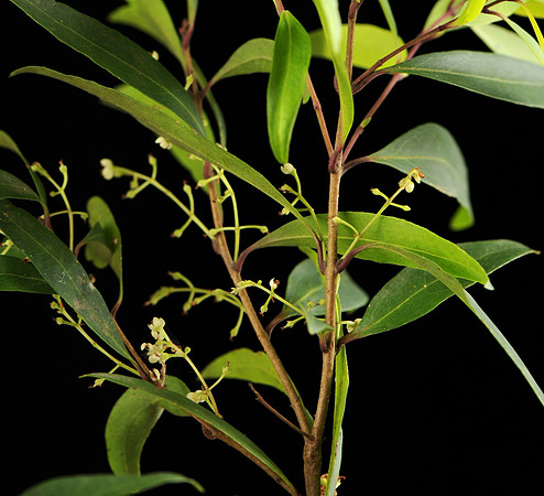 Notolaea ligustrina ICC5066 MorrisAccess 12Feb2023 Flowering branches