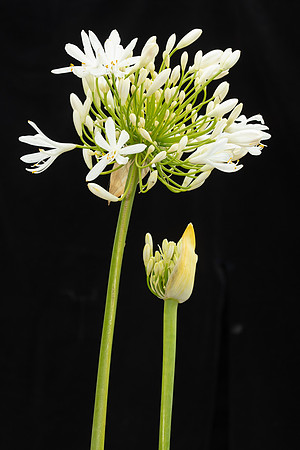 Simmonds_LC_Agapanthus_praecox-1964_web
