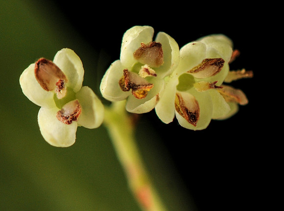 Notolaea ligustrina ICC5066 MorrisAccess 12Feb2023 Flowers