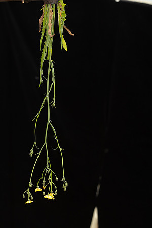 SIMMONDS_LC_Plants_Crepis_capillaris-0942_web