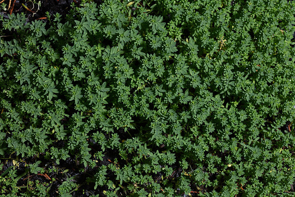 SIMMONDS_LC_Plants_Linum_marginale_(Native_Flax)-9298