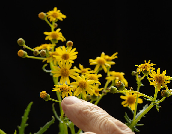 SIMMONDS_LC_Plants_Senecio_pinnatifolius-0914_web