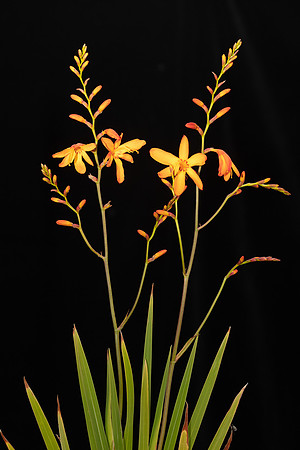 Simmonds_LC_Crocozmia_x_crocosmiiflora-2068_web