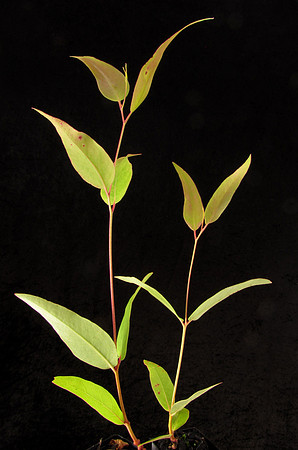 Eucalyptus obliqua (coastal form - 1yearold) ApolloBayLandcareNursery 16June2021 (IC)