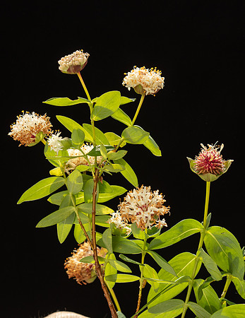 SIMMONDS_TH-Pimelea_Ligustrina-9986