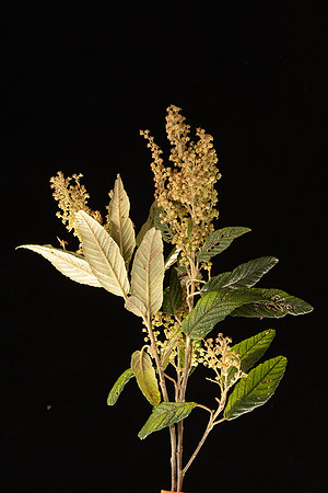 Simmonds_LC_Pomaderris-aspera-0024_web