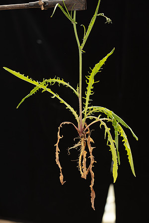 SIMMONDS_LC_Plants_Crepis_capillaris-0943_web
