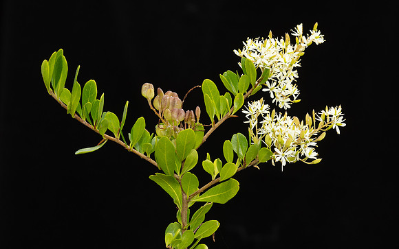 SIMMONDS_LC_Alyxia-buxifolia-1957