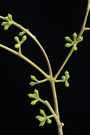 SIMMONDS_LC_Eucalyptus_ovata-2684