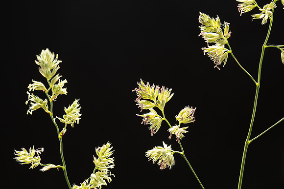 Simmonds_LC_Dactylis_glomerata_Coxfoot-0898_web