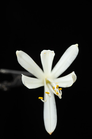 Simmonds_LC_Agapanthus_praecox-1965