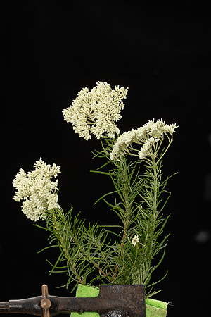 SIMMONDS_LC_Plants_Cassinia-0965_web