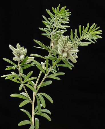 SIMMONDS_LC_Plants_Genista_linifolia-0975