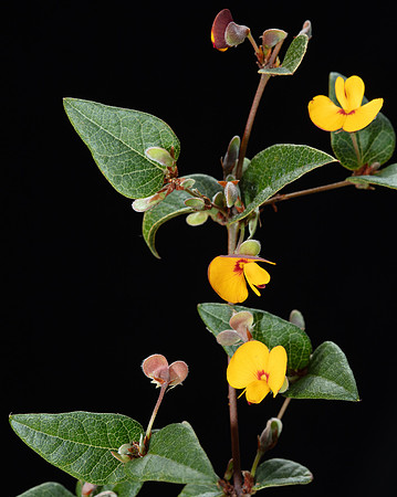 Simmonds_LC_Platylobium_reflexum-4968