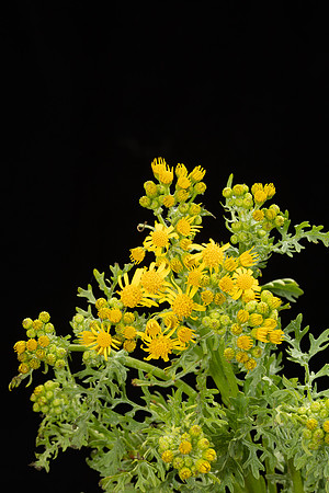 Simmonds_LC_Senecio_jacodaea_Ragwort-1934