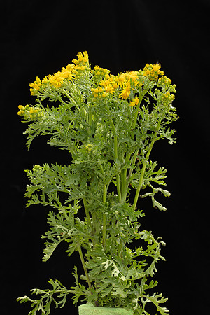 Simmonds_LC_Senecio_jacodaea_Ragwort-1931_web