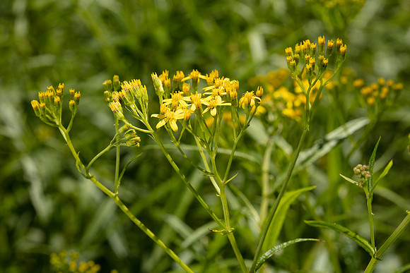 SIMMONDS_LC_Senecio_linearifolius-0087