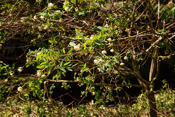 SIMMONDS_LC_PImelea_ligustrina-0221