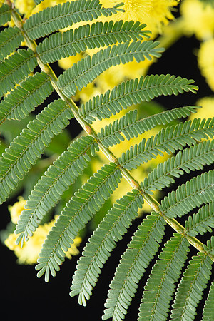 Simmonds_LC_Acacia_nanodealbata-3784
