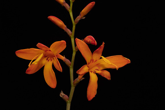 Simmonds_LC_Crocozmia_x_crocosmiiflora-2084_web