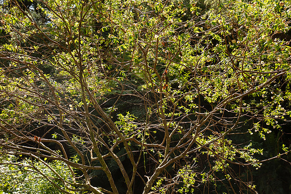 SIMMONDS_LC_Plant_Guide-0211