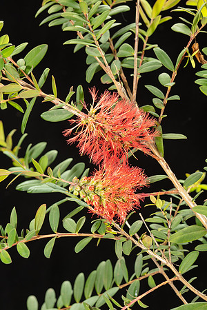 Simmonds_LC_Plant_Guide_Melaleuca_hypericifolia_________________________-2913