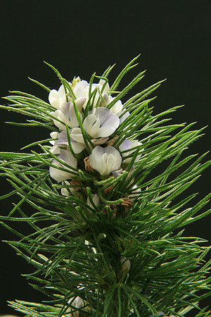 SIMMONDS_LC_Psoralea_pinnata_(Blue Psoralea)-6469