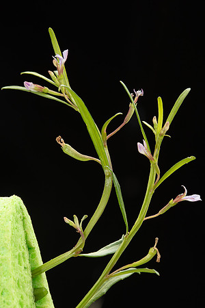 Simmonds_LC_Lobelia_anceps_Angled-Lobelia-0958_web