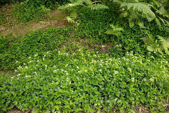 SIMMONDS_LC_Tradescantia_fluminensis-0176