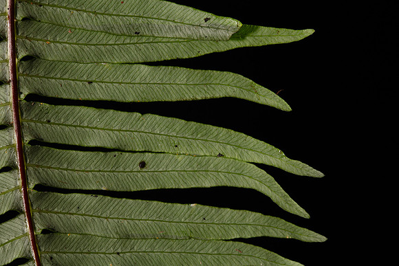 Simmonds_ LC_Flora_Blechnum_nudum_(soft_waterfern)-8814