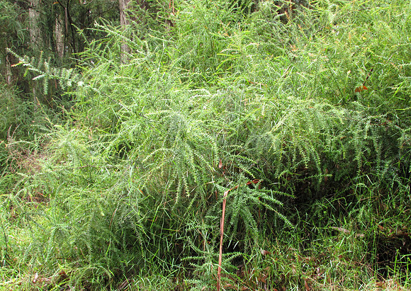 Simmonds_LC_Bossiaea-cordifolia_(Holy water at Aire SettlementRD)-1