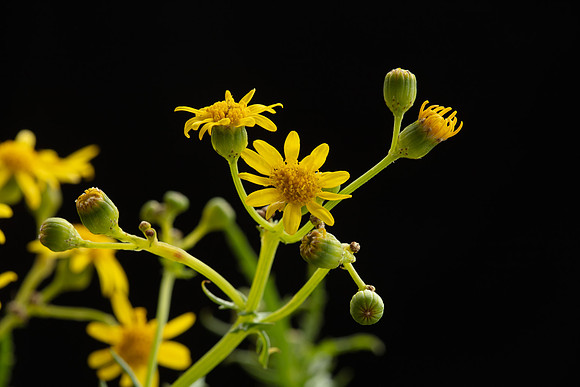 SIMMONDS_LC_Plants_Senecio_pinnatifolius-0921_web
