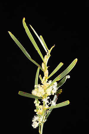SIMMONDS_LC_Acacia_suaveolens(Sweet-wattle)-8582