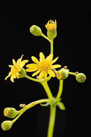 SIMMONDS_LC_Plants_Senecio_pinnatifolius-0927_web