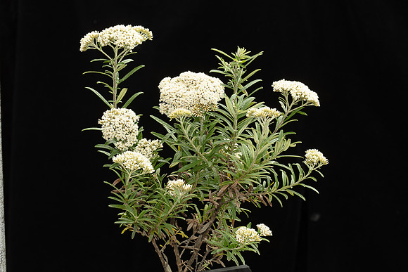 Simmonds_LC_Ozothamnus_ferrugineus_Tree-Everlasting-1944_web