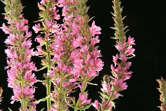 SIMMONDS_LC_Lythrum_salicaria_(Purple_Loosestrife)-7151
