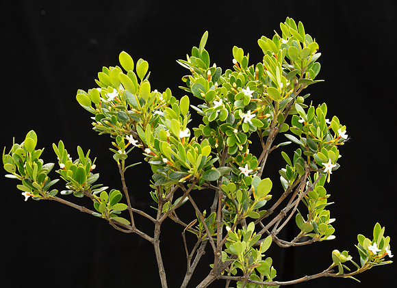SIMMONDS_LC_Alyxia-buxifolia-1947