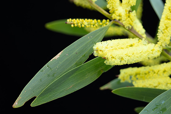 Simmonds_LC_Acacia_longifolia_ssp._sophorae-3723