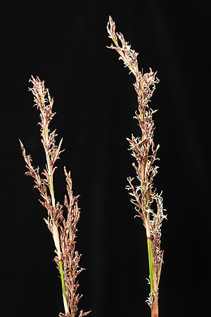 SIMMONDS_LC_Lepidosperma-elatius-2050_web