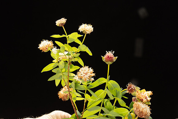 SIMMONDS_TH-Pimelea_Ligustrina-9986