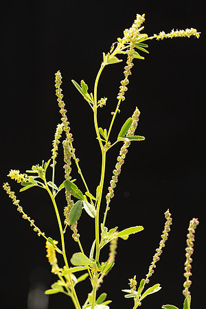 Simmonds_LC_Melilotus_indica_Melilot-0905_web